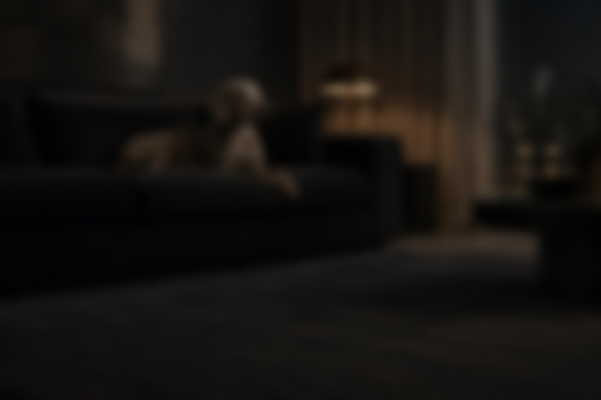 Dog resting on a black sofa in a dark, warmly lit apartment at night