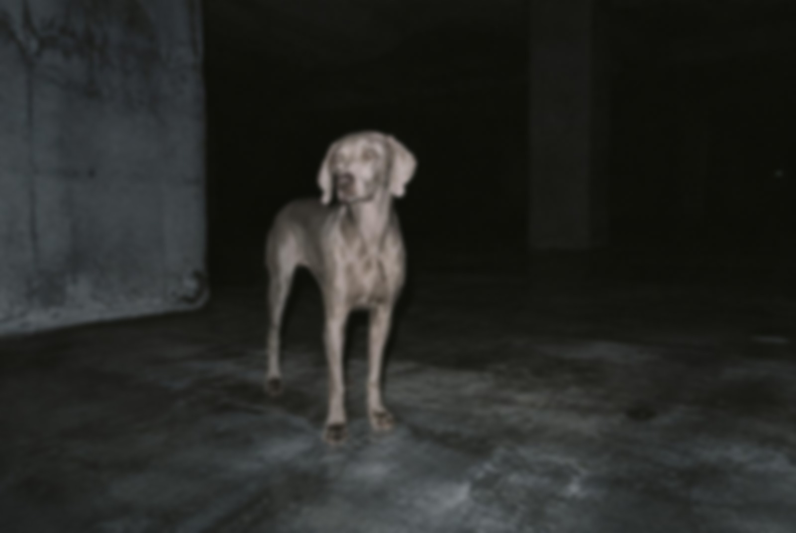 A calm dog standing in a vast minimal room filled with morning light