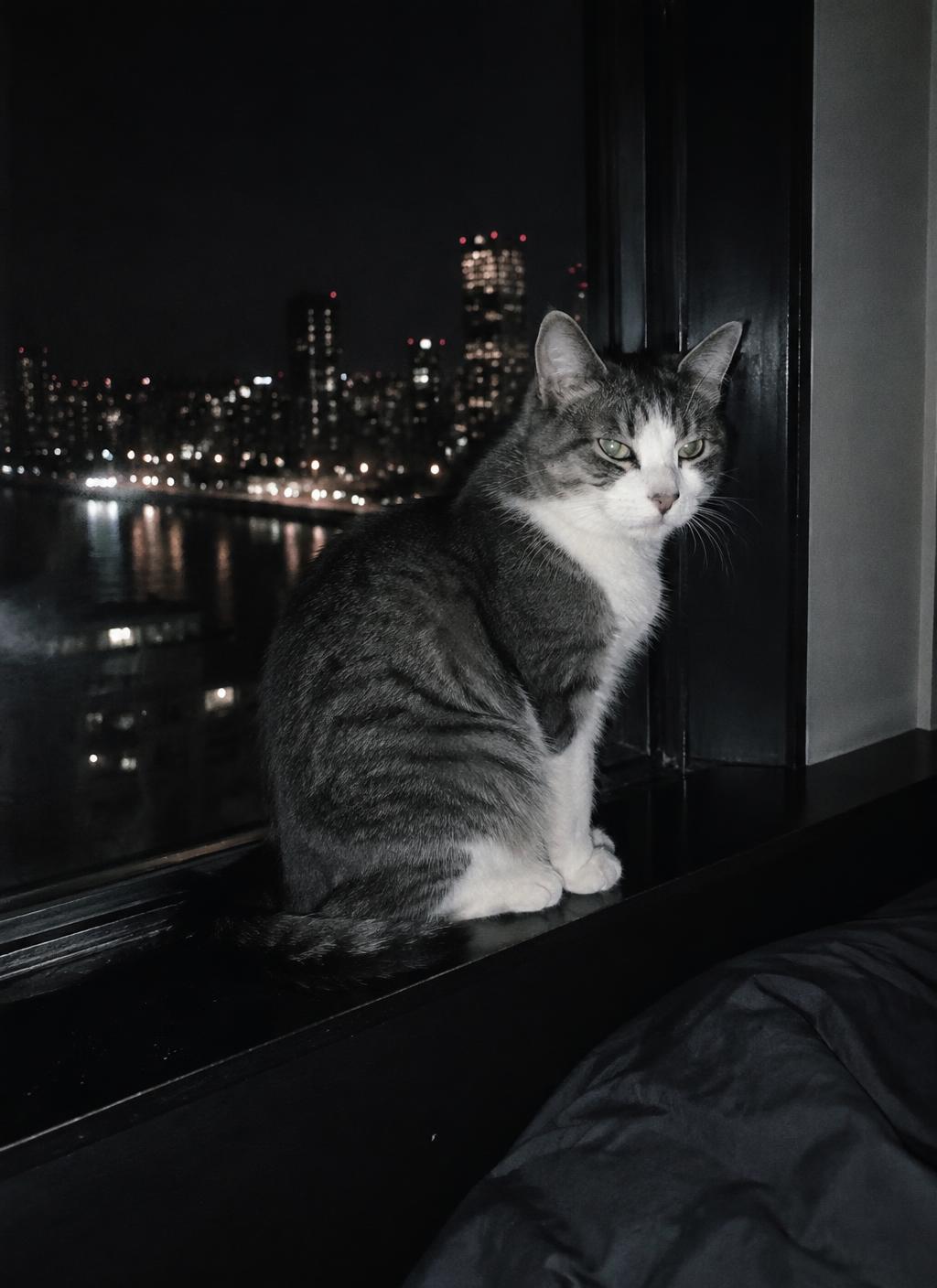 Cat campaign image