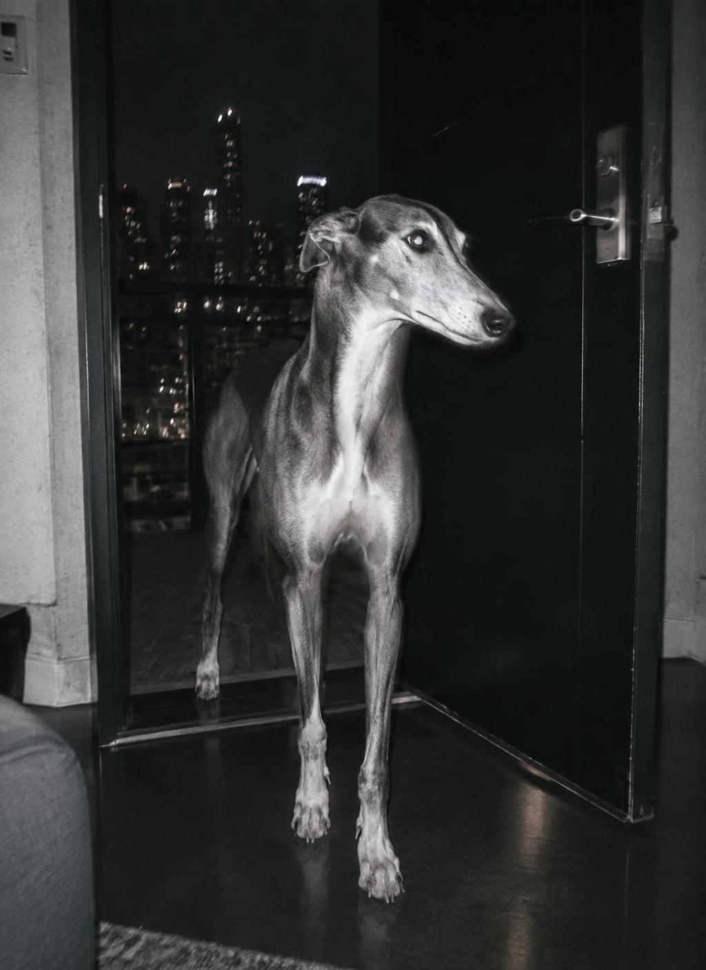 Dog campaign image